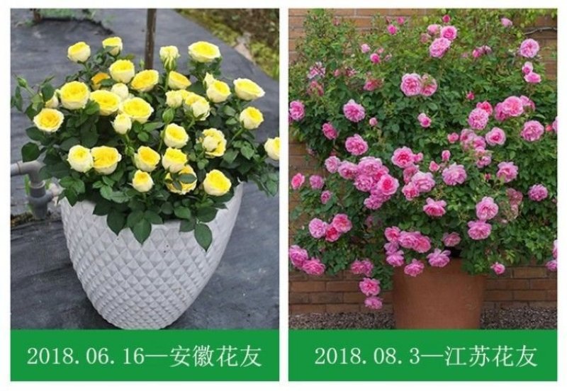 欧洲月季花苗盆栽地栽南北方种植红色灌木月季花树苗四季种植