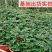 欧洲月季花苗盆栽地栽南北方种植红色灌木月季花树苗四季种植