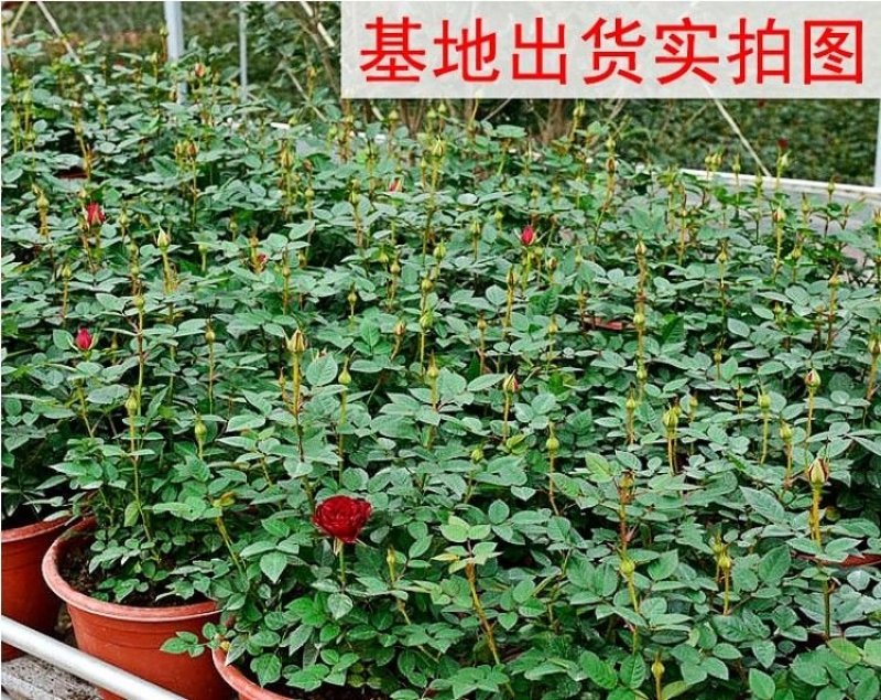 欧洲月季花苗盆栽地栽南北方种植红色灌木月季花树苗四季种植
