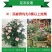 欧洲月季花苗盆栽地栽南北方种植红色灌木月季花树苗四季种植