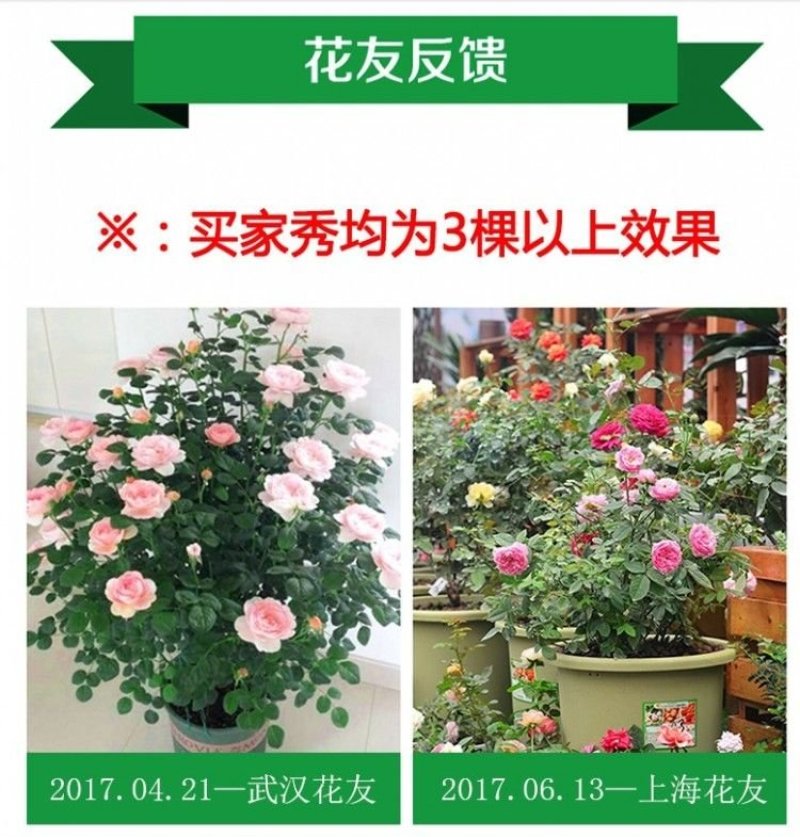 欧洲月季花苗盆栽地栽南北方种植红色灌木月季花树苗四季种植