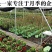欧洲月季花苗盆栽地栽南北方种植红色灌木月季花树苗四季种植