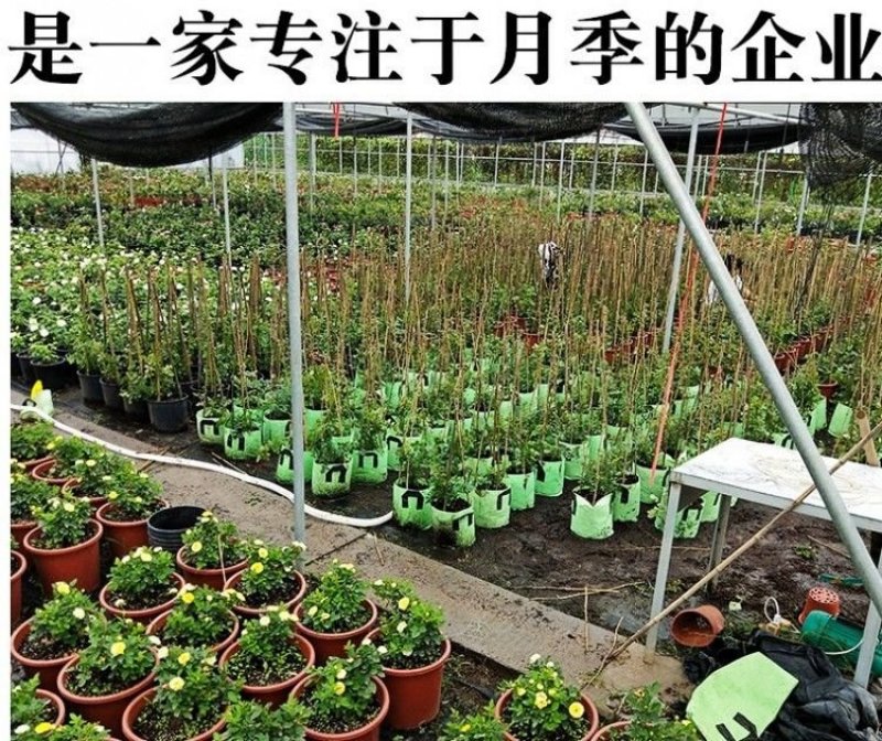 欧洲月季花苗盆栽地栽南北方种植红色灌木月季花树苗四季种植