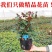 欧洲月季花苗盆栽地栽南北方种植红色灌木月季花树苗四季种植