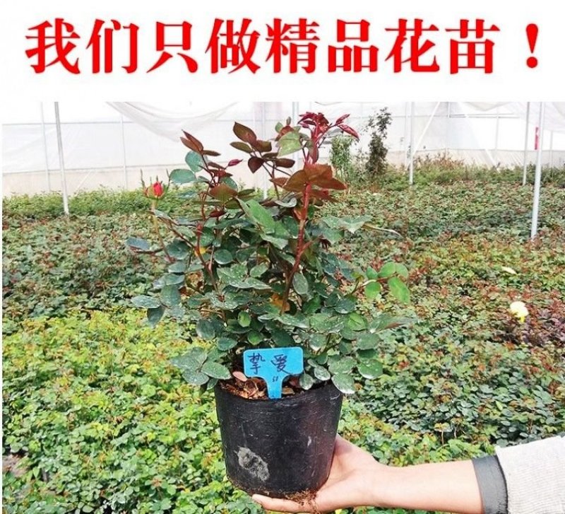 欧洲月季花苗盆栽地栽南北方种植红色灌木月季花树苗四季种植