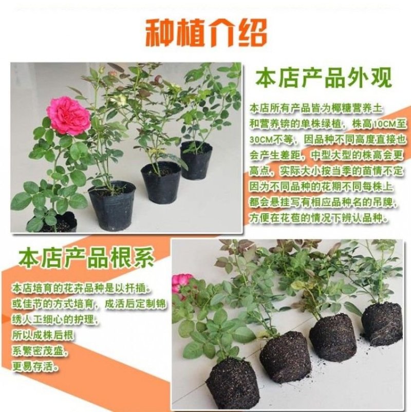 欧洲月季花苗盆栽地栽南北方种植红色灌木月季花树苗四季种植