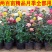 欧洲月季花苗盆栽地栽南北方种植红色灌木月季花树苗四季种植