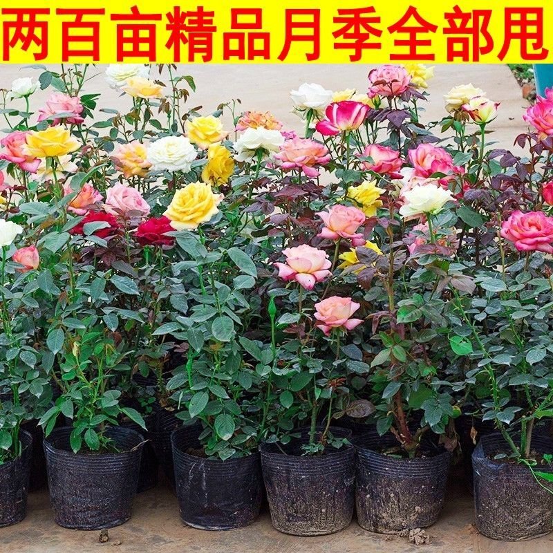 欧洲月季花苗盆栽地栽南北方种植红色灌木月季花树苗四季种植