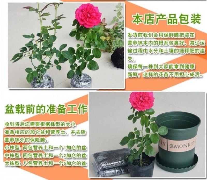 欧洲月季花苗盆栽地栽南北方种植红色灌木月季花树苗四季种植