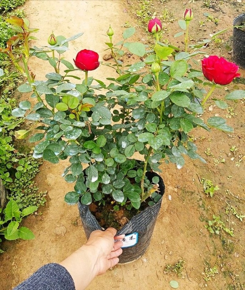 欧洲月季花苗盆栽地栽南北方种植红色灌木月季花树苗四季种植