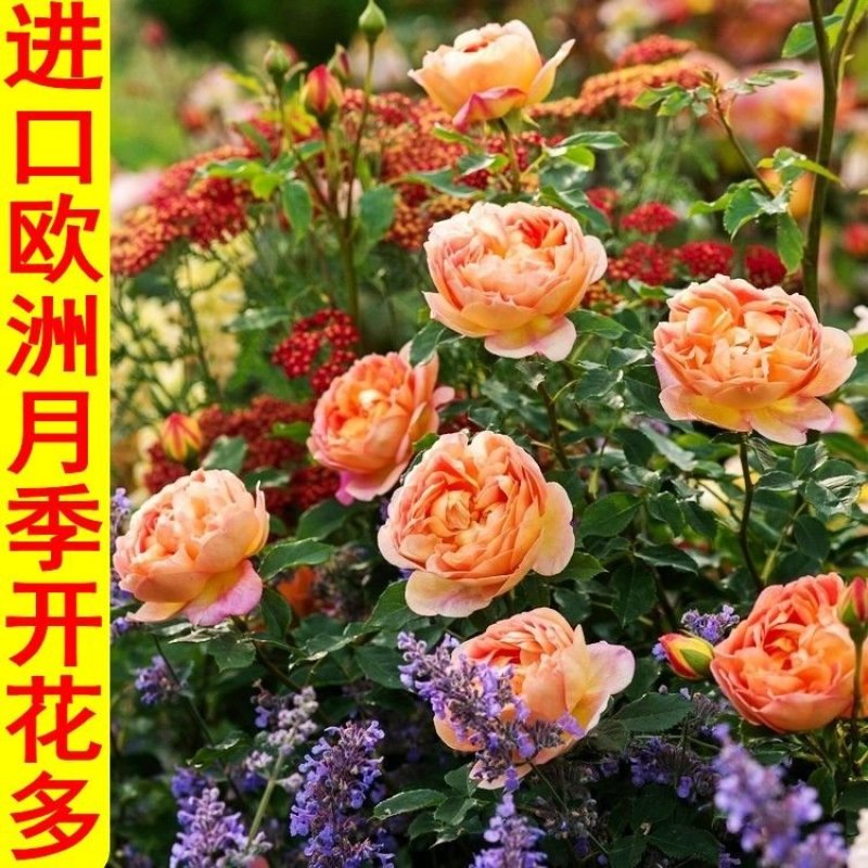 欧洲月季花苗盆栽地栽南北方种植红色灌木月季花树苗四季种植