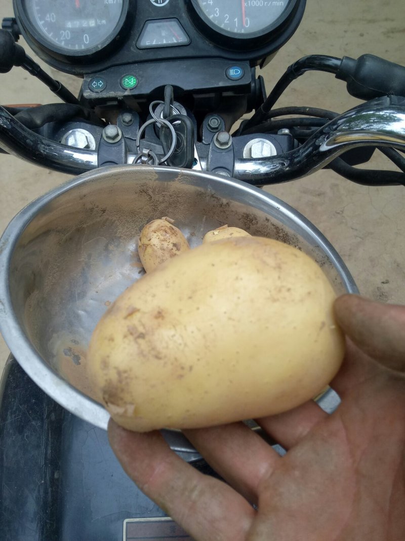 土豆龙丹黄心沃土