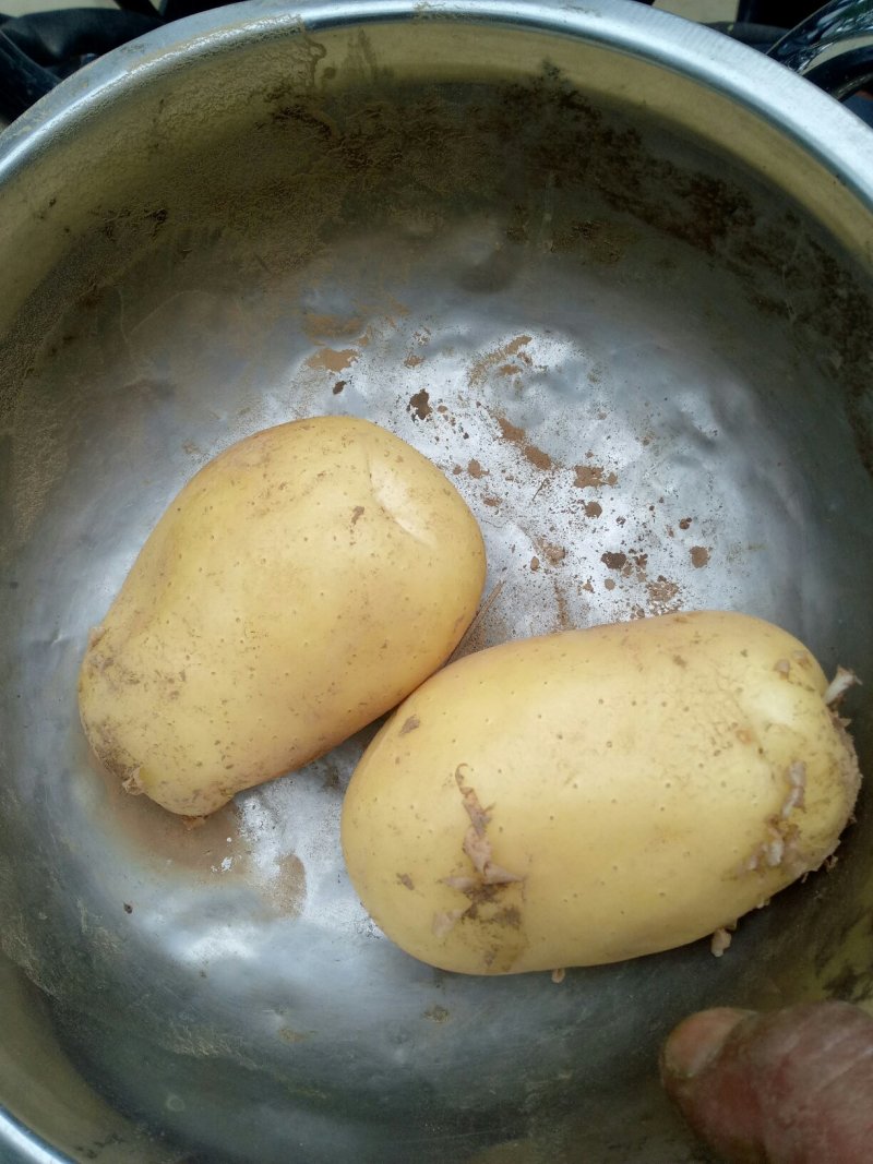 土豆龙丹黄心沃土
