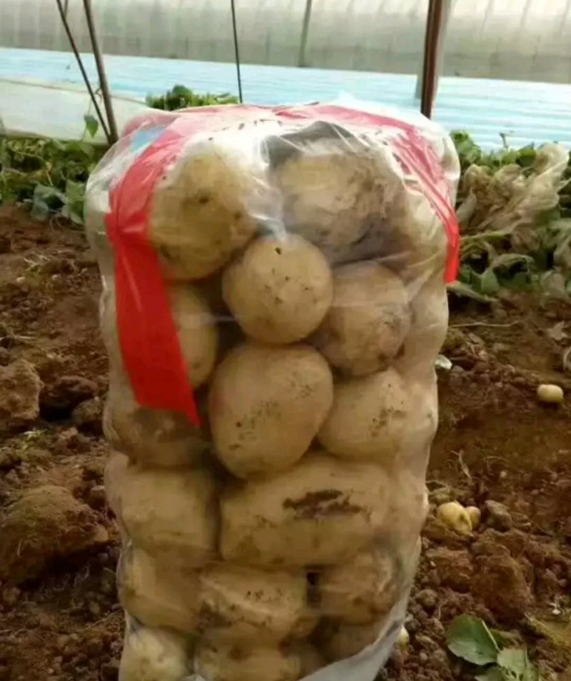 早大白土豆大量上市