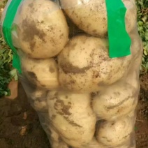 早大白土豆大量上市