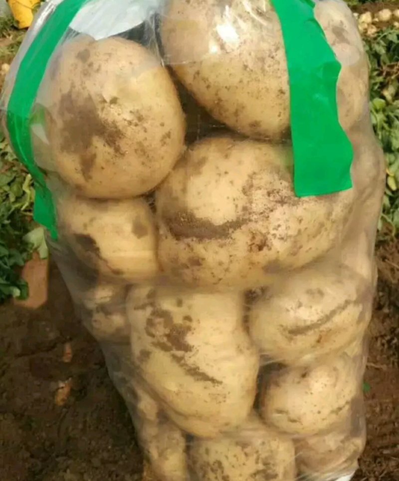 早大白土豆大量上市