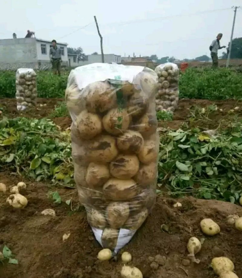 早大白土豆大量上市