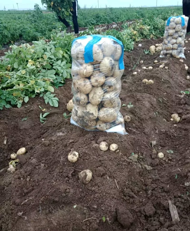 早大白土豆大量上市