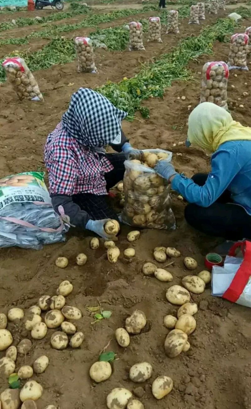 早大白土豆大量上市