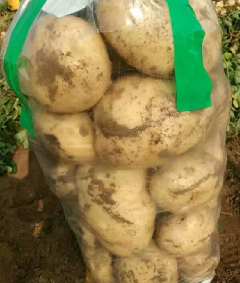 早大白土豆大量上市