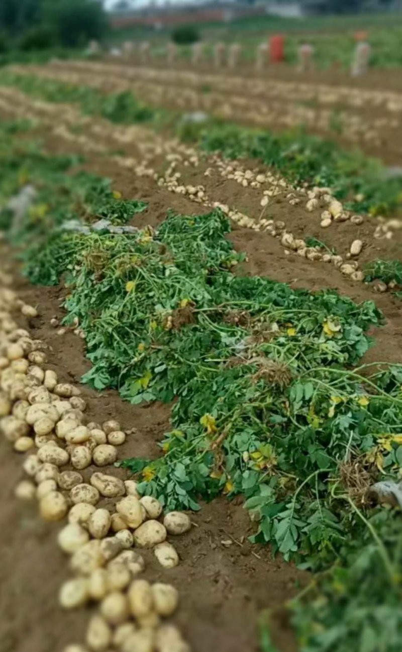 早大白土豆大量上市