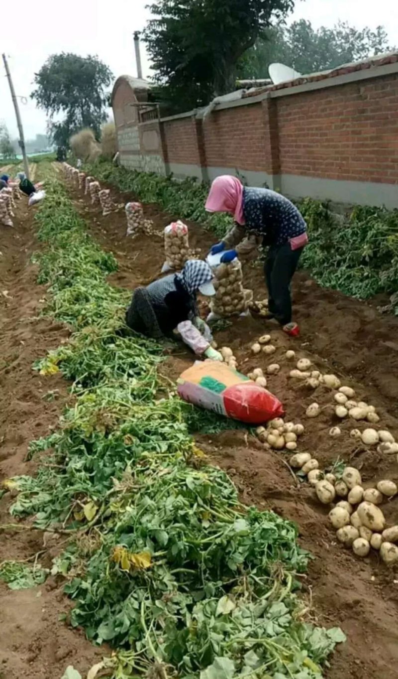 早大白土豆大量上市