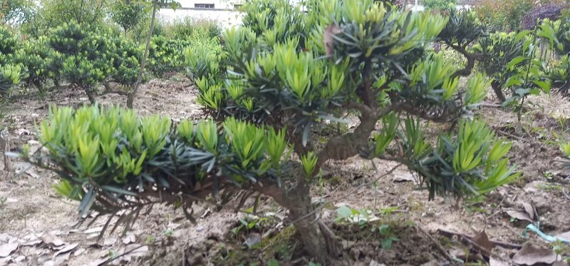 皖南中叶罗汉松小型盆景