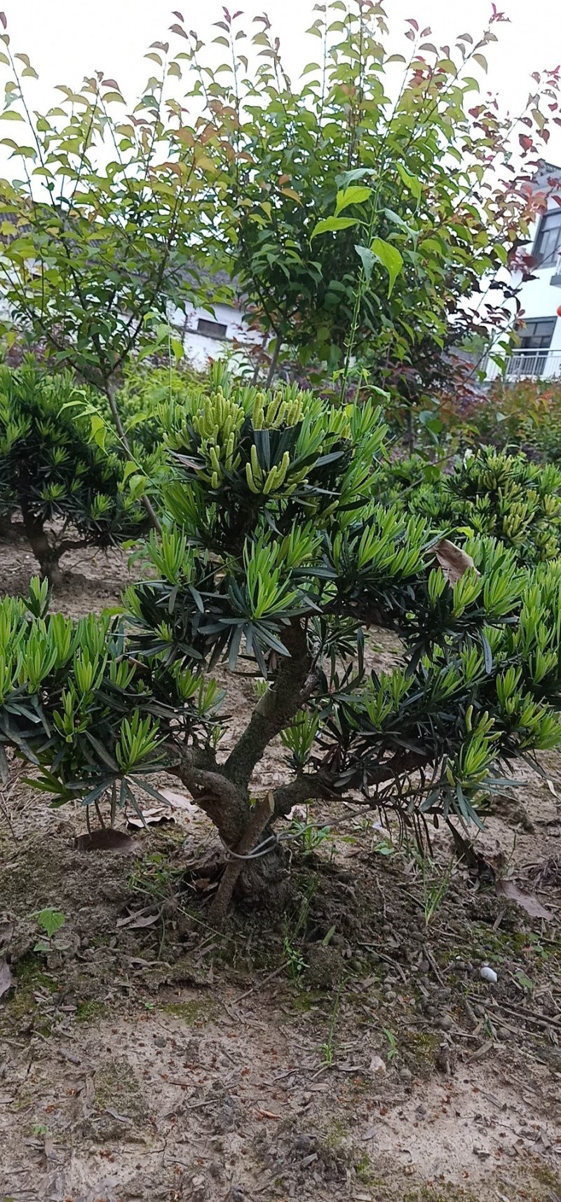 皖南中叶罗汉松小型盆景