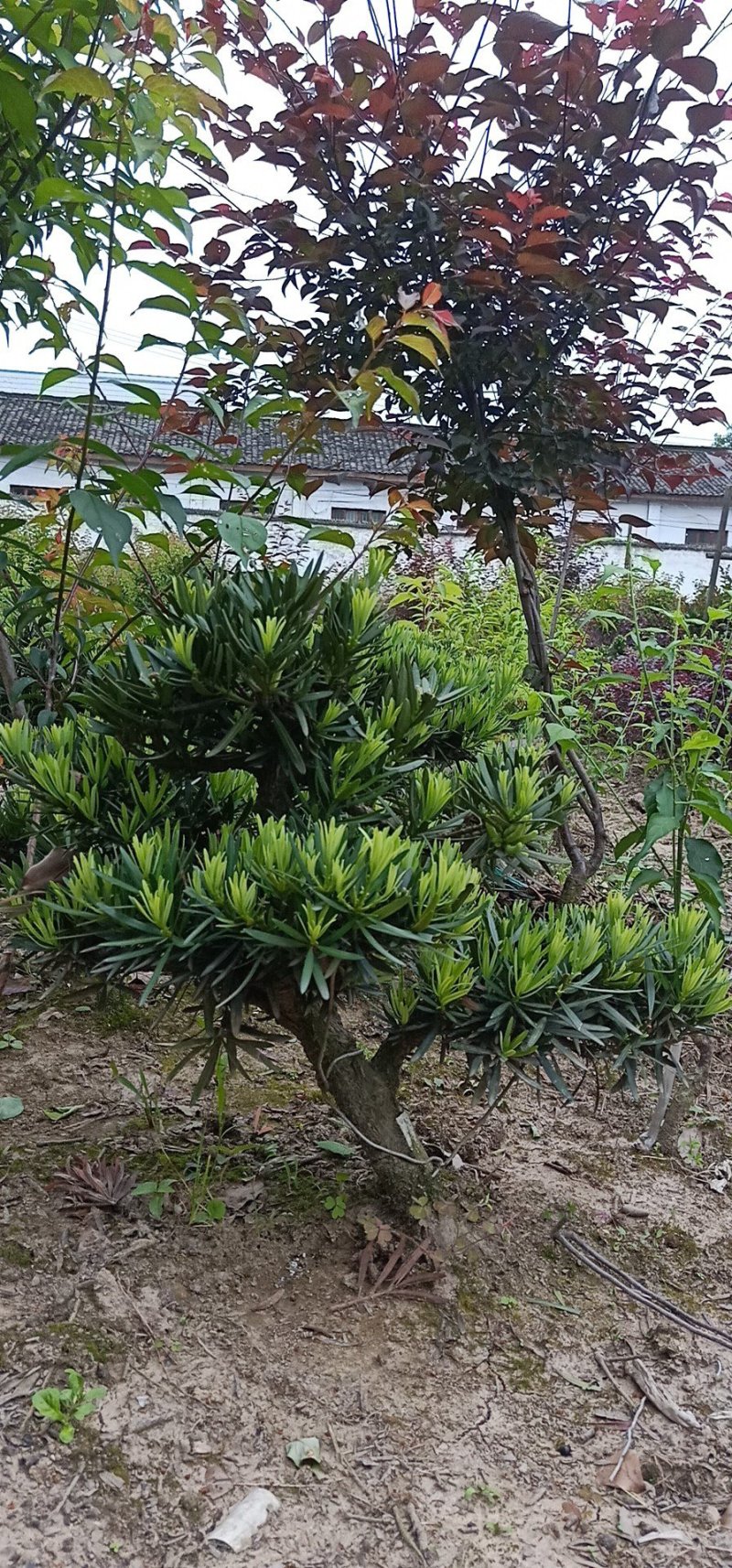 皖南中叶罗汉松小型盆景
