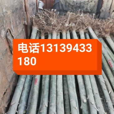 河北杨2cm以下4cm以下1.5~2米