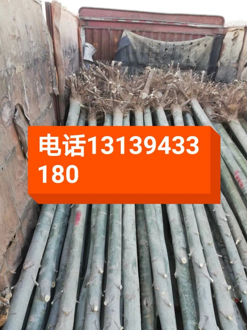 河北杨2cm以下4cm以下1.5~2米