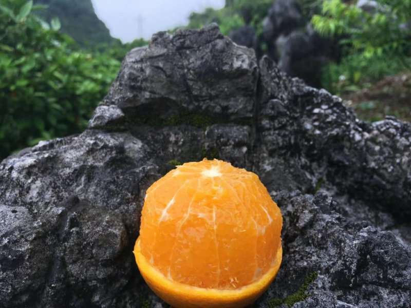 橙子，一件代发36元(5斤)