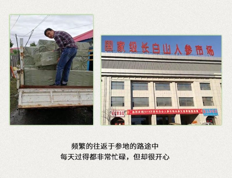 《包邮》长白山西洋参光支35---40头一斤