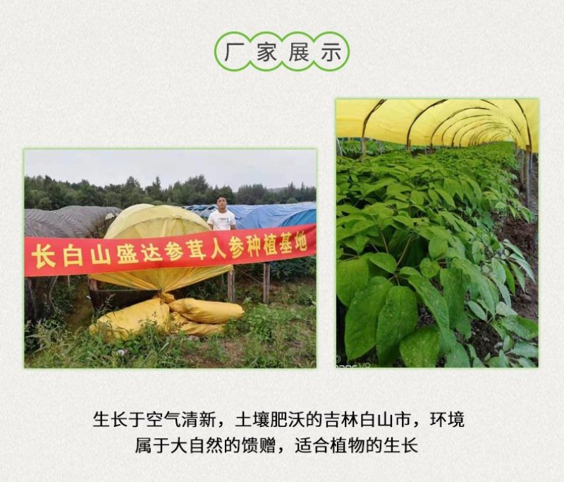 《包邮》长白山西洋参光支35---40头一斤