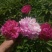 观赏芍药