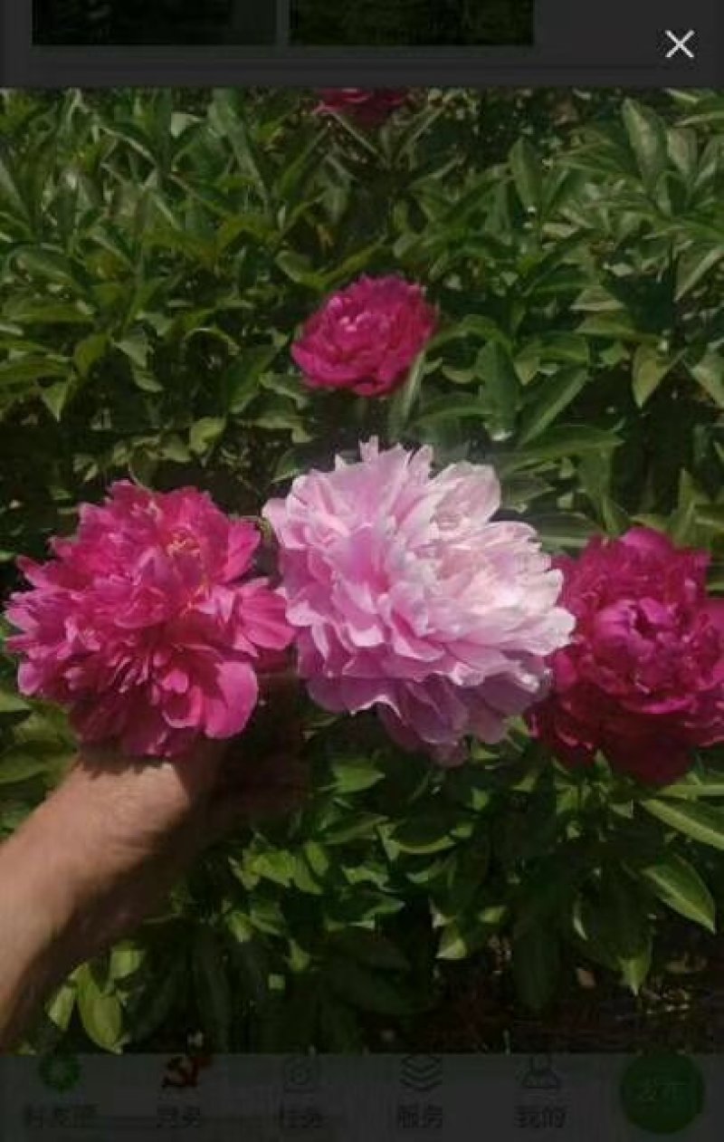 观赏芍药