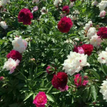 观赏芍药