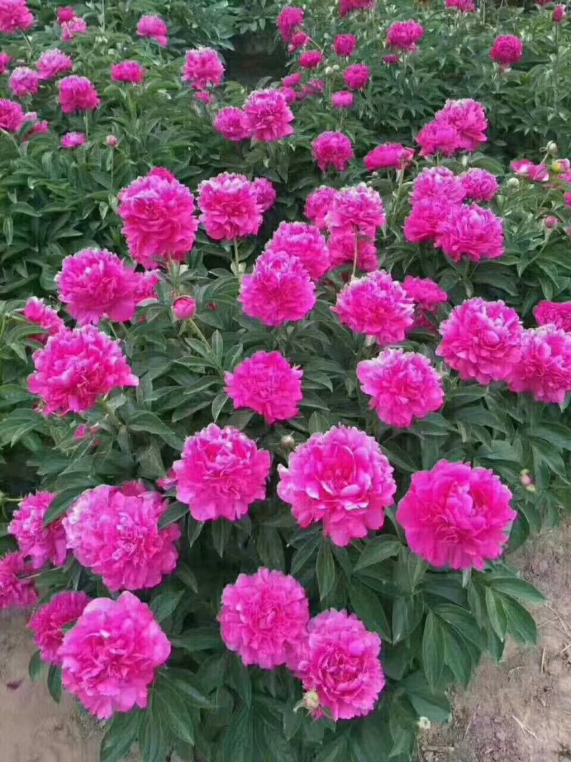 观赏芍药