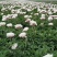 观赏芍药