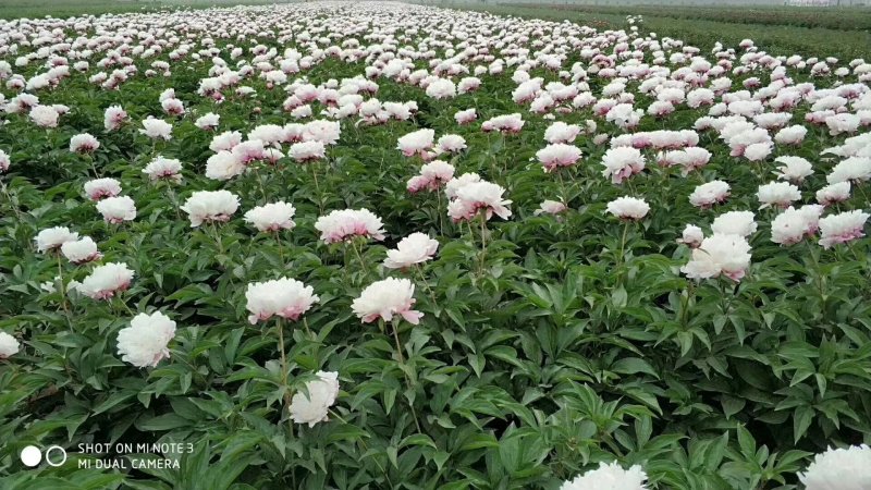观赏芍药