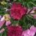 观赏芍药