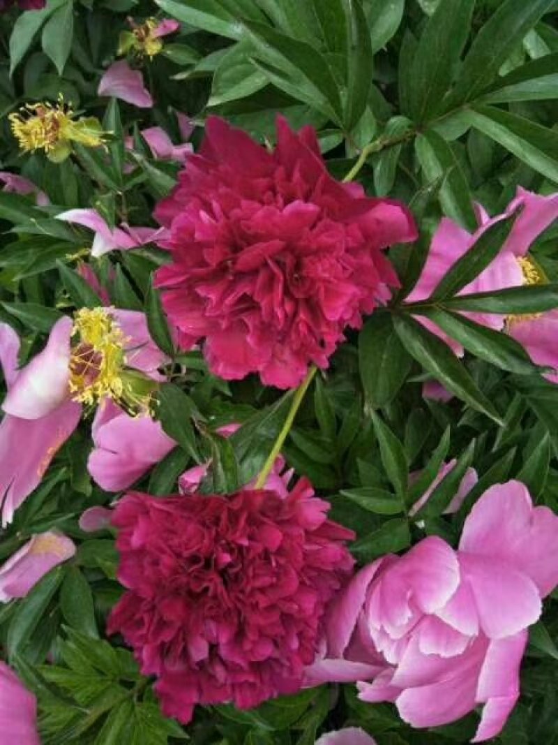 观赏芍药