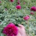观赏芍药