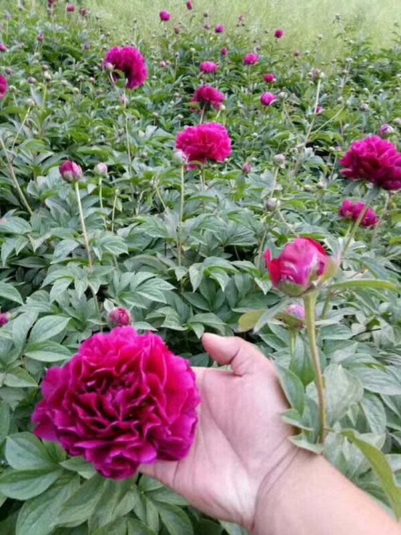 观赏芍药