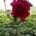 观赏芍药