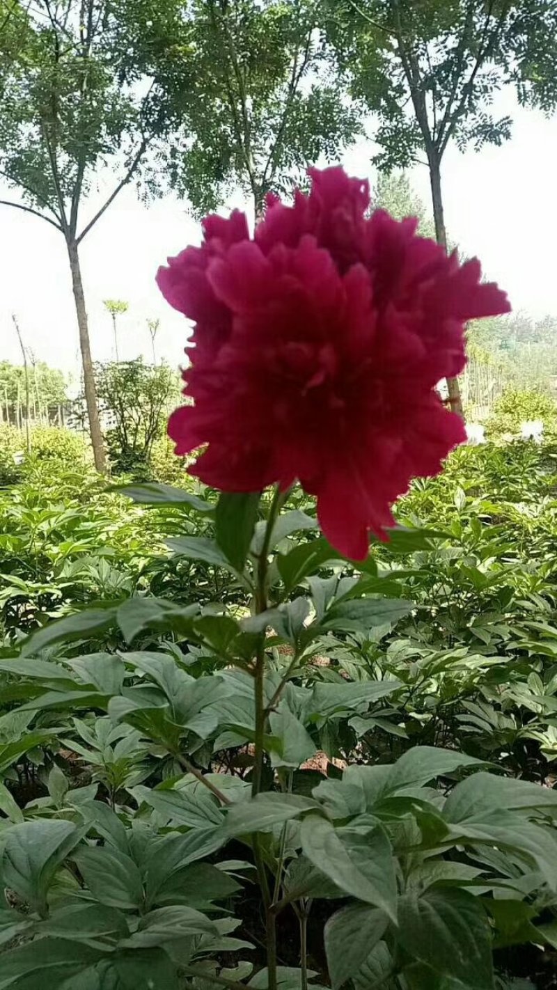 观赏芍药