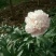 观赏芍药