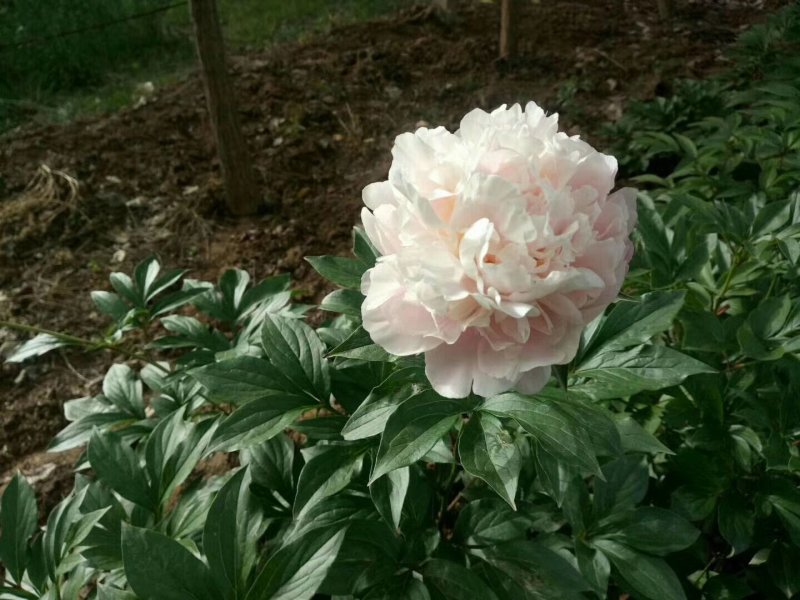 观赏芍药