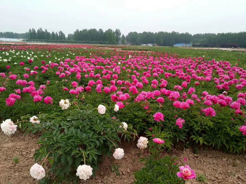 观赏芍药