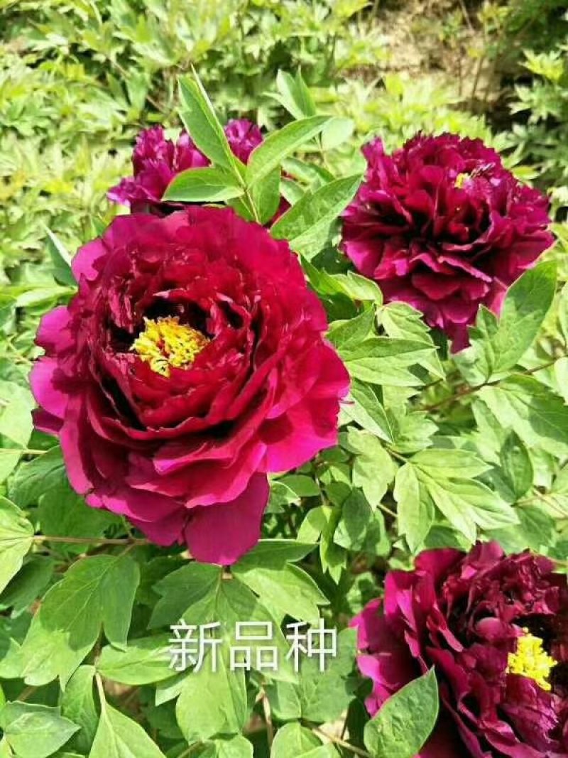 观赏牡丹